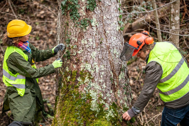 Best Arborist Consultation Services  in Halfway, MD