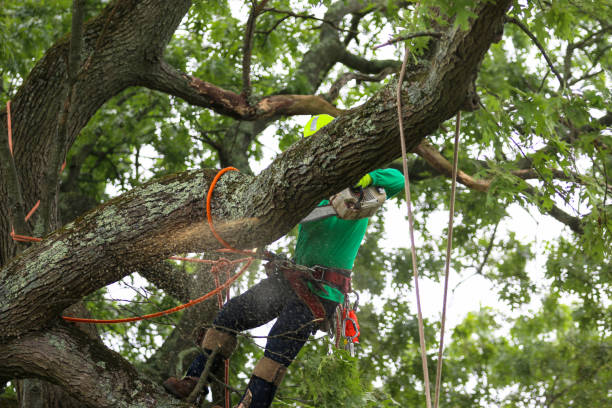 How Our Tree Care Process Works  in  Halfway, MD