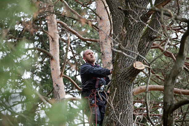 Professional Tree Services in Halfway, MD